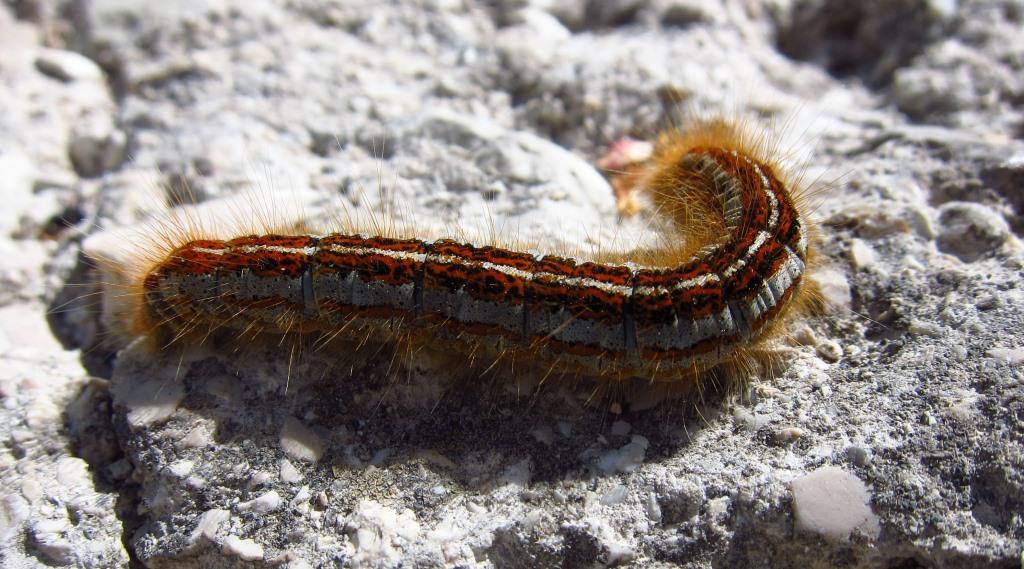 Bruco da identificare - Malacosoma (Clisiocampa) castrense